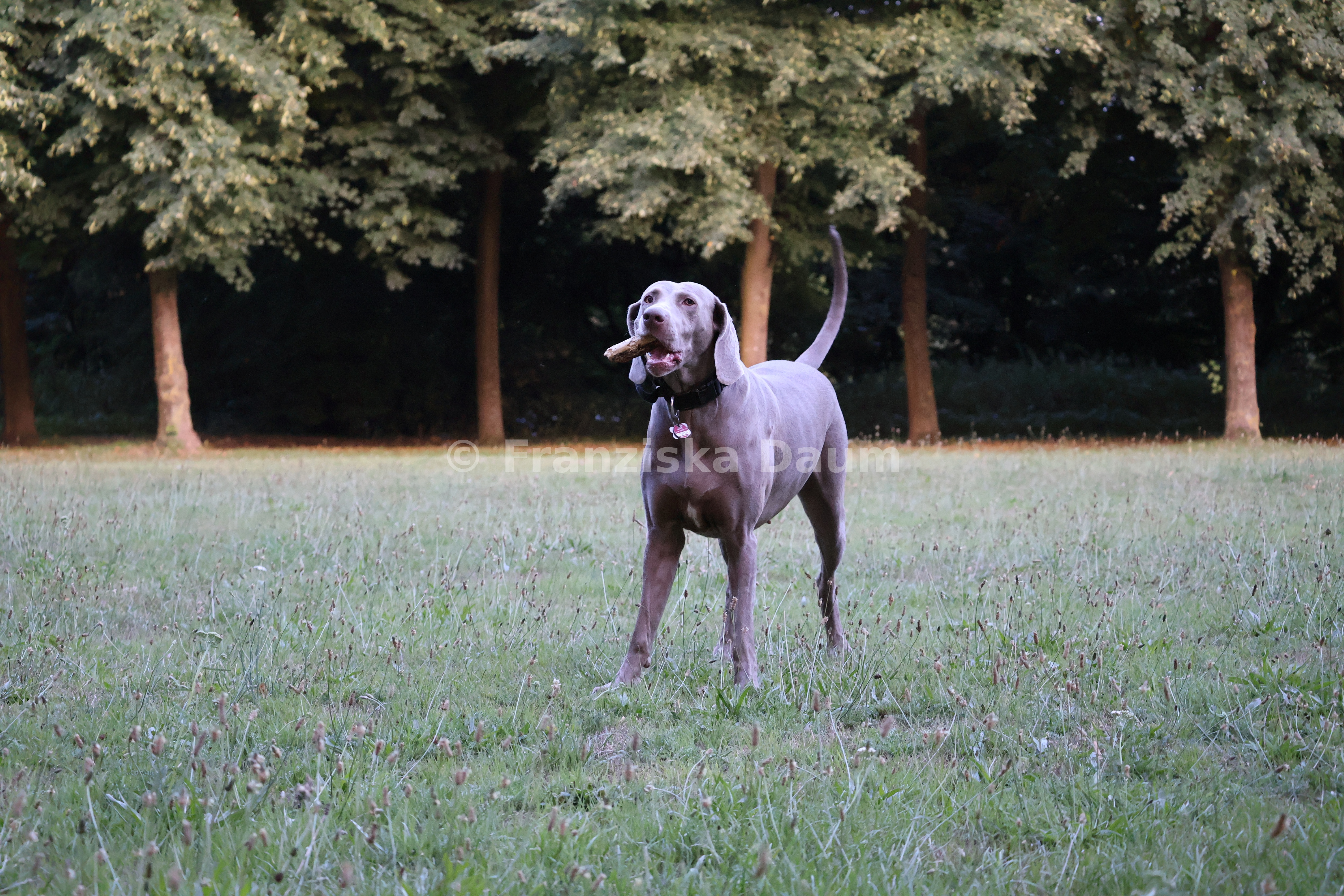 Lyva im Park