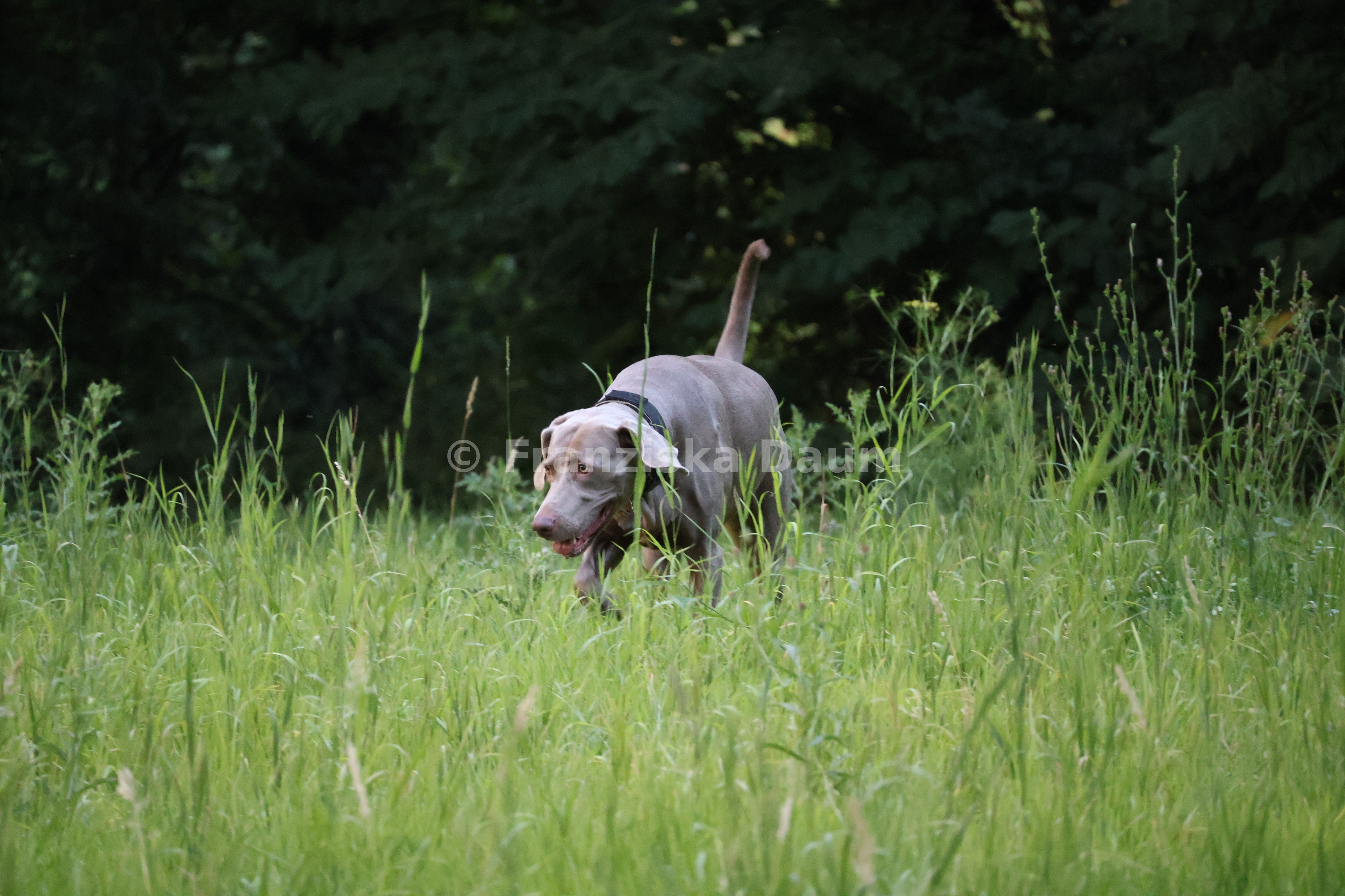 Lyva im Park