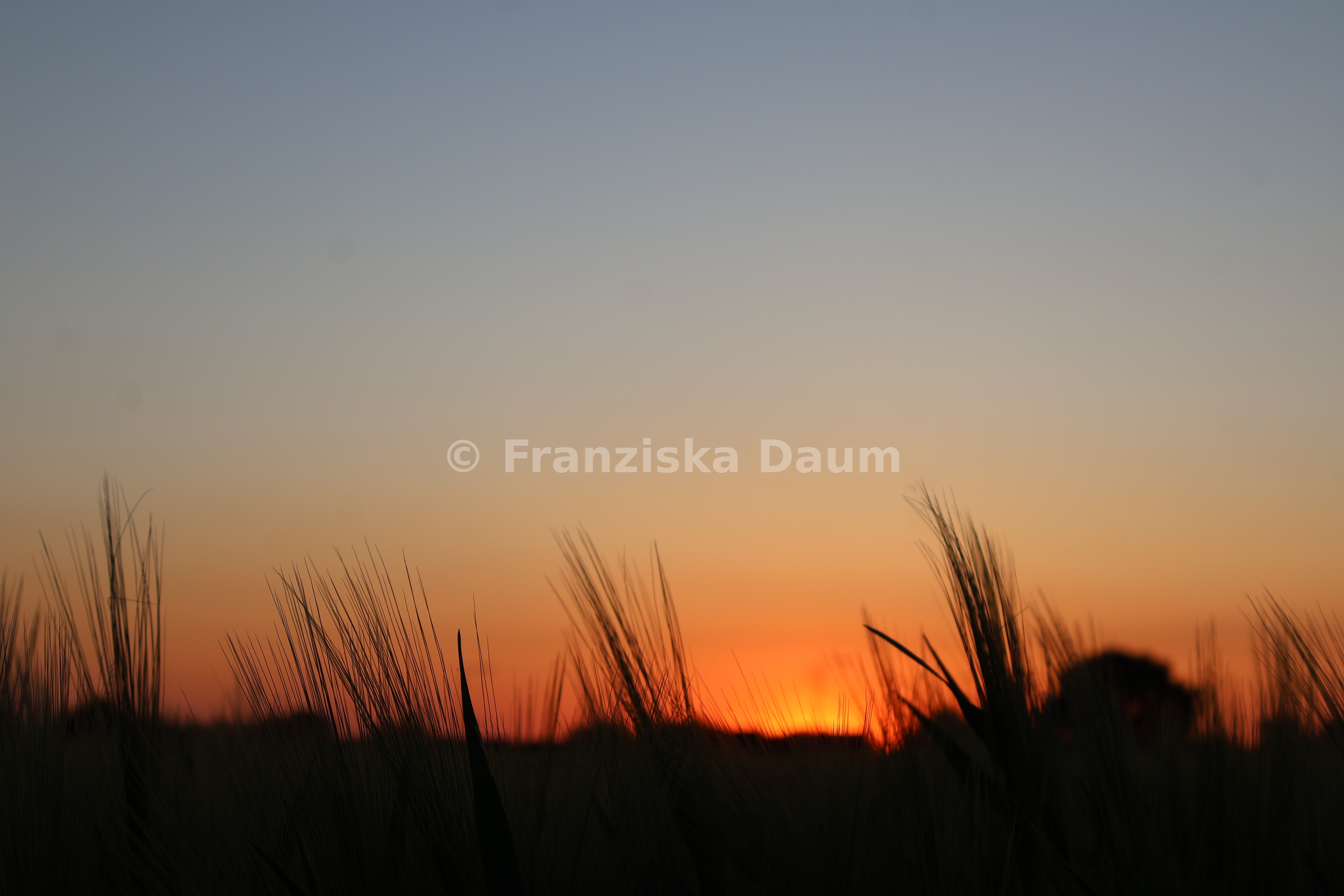 Sonnenuntergang im Feld
