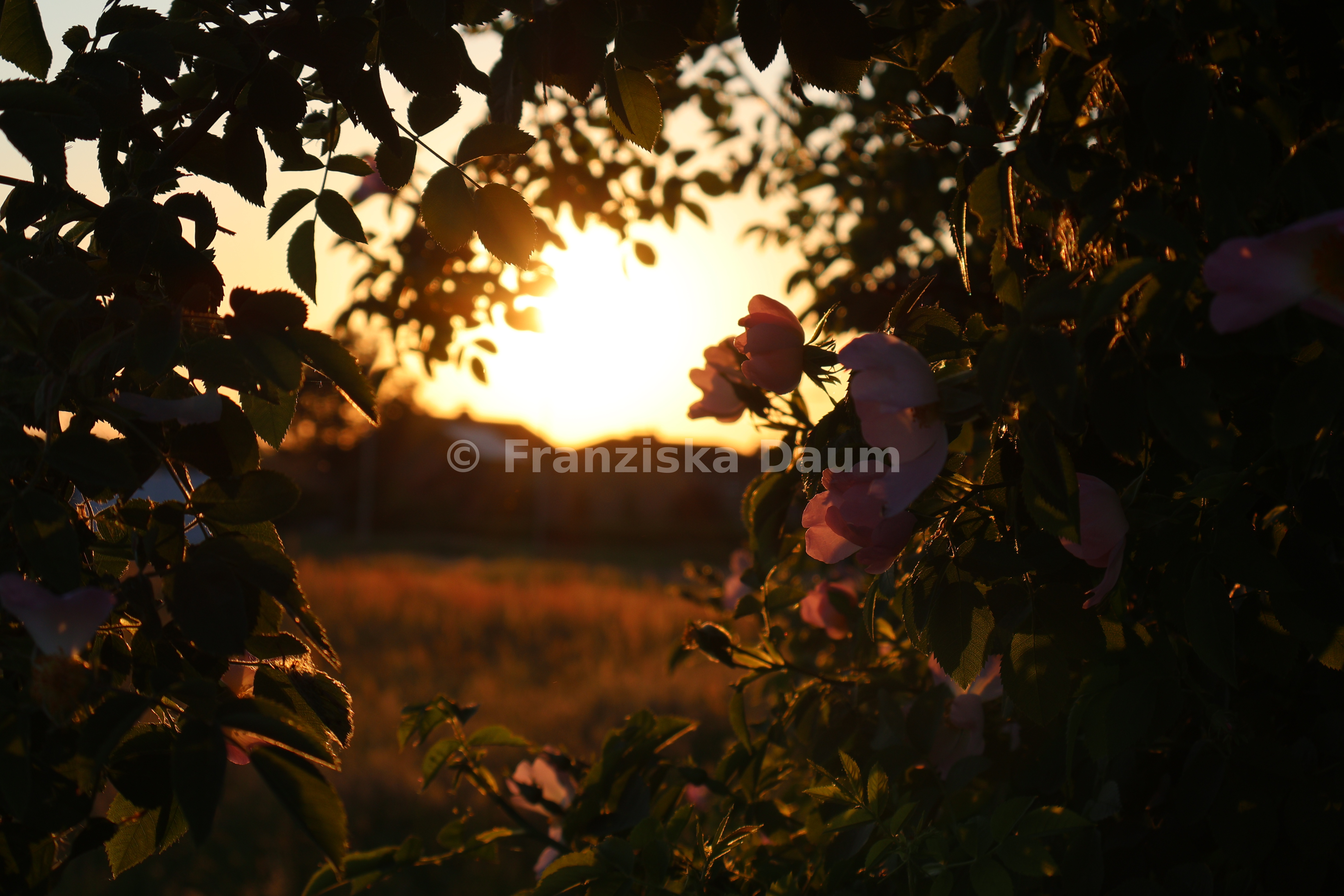 Sonnenuntergang im Feld