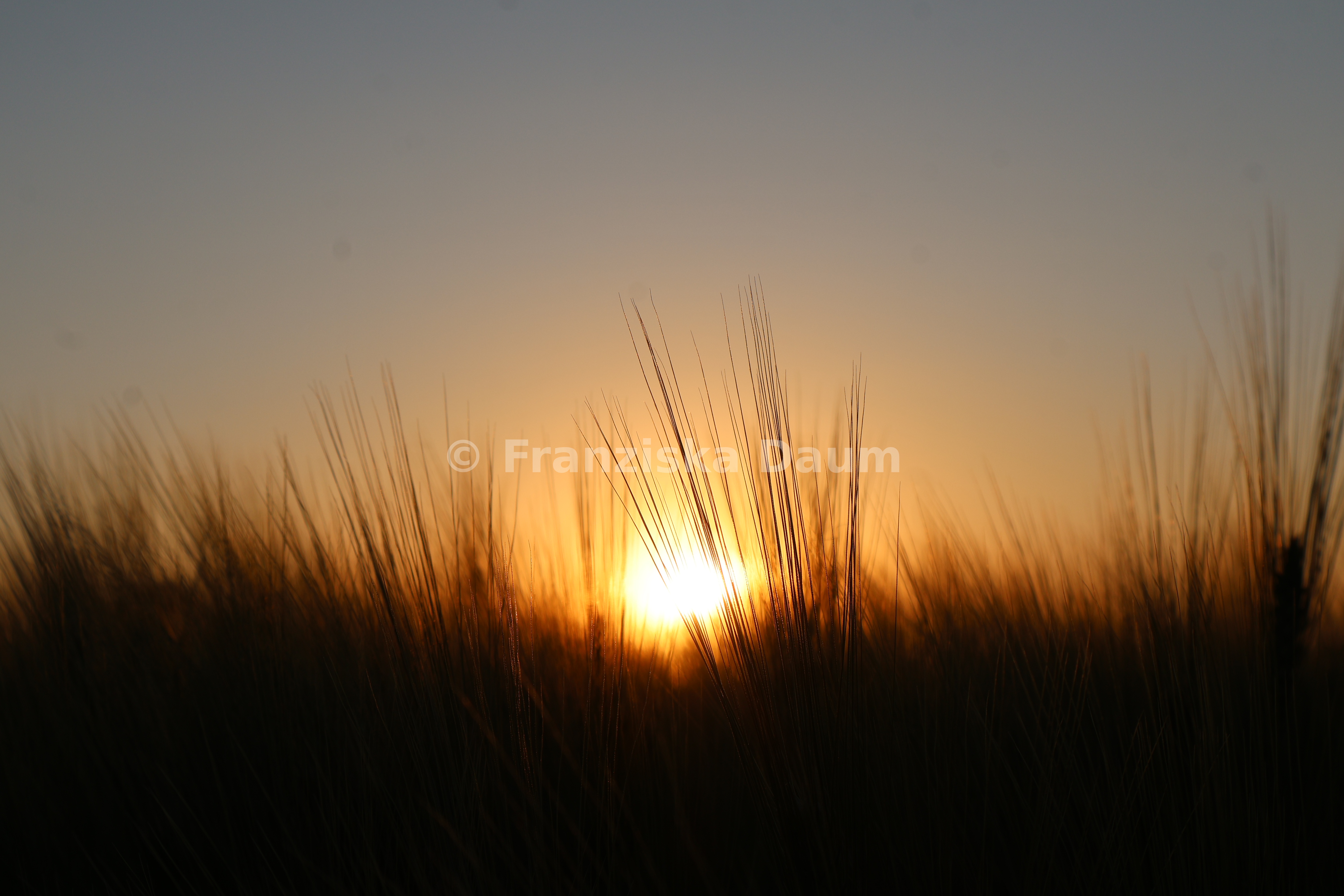 Sonnenuntergang im Feld