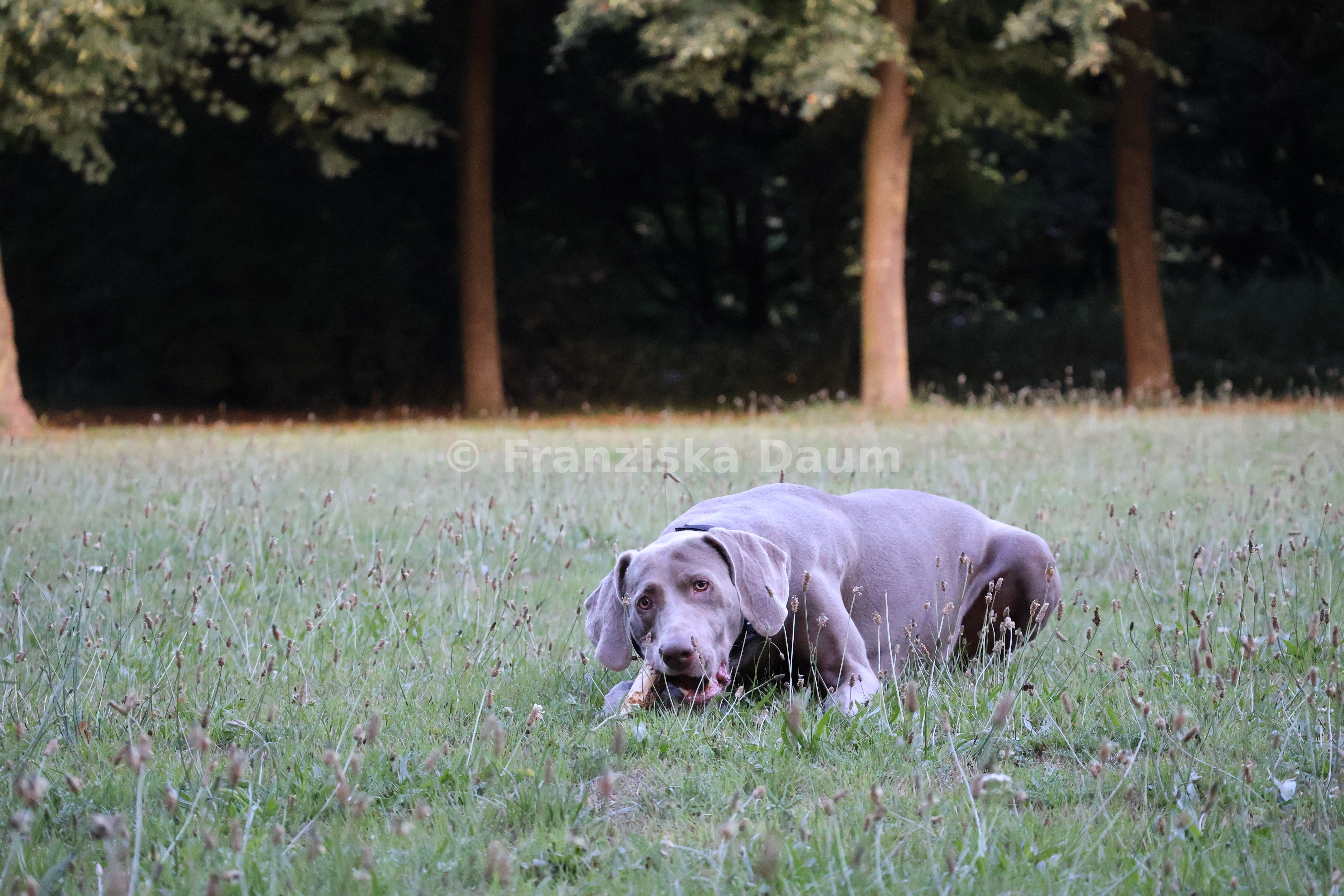 Lyva im Park