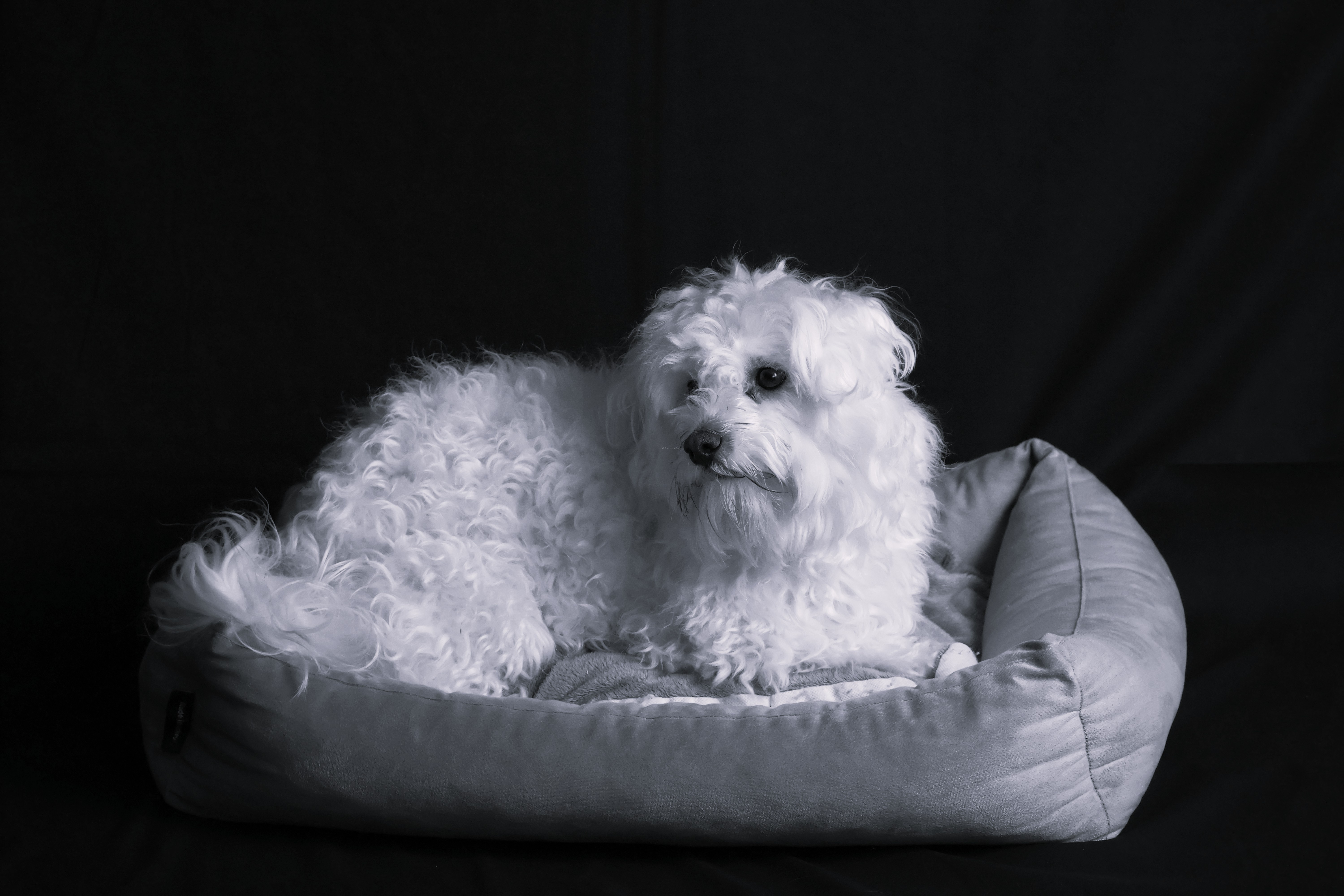 Indoor Shooting mit Simba