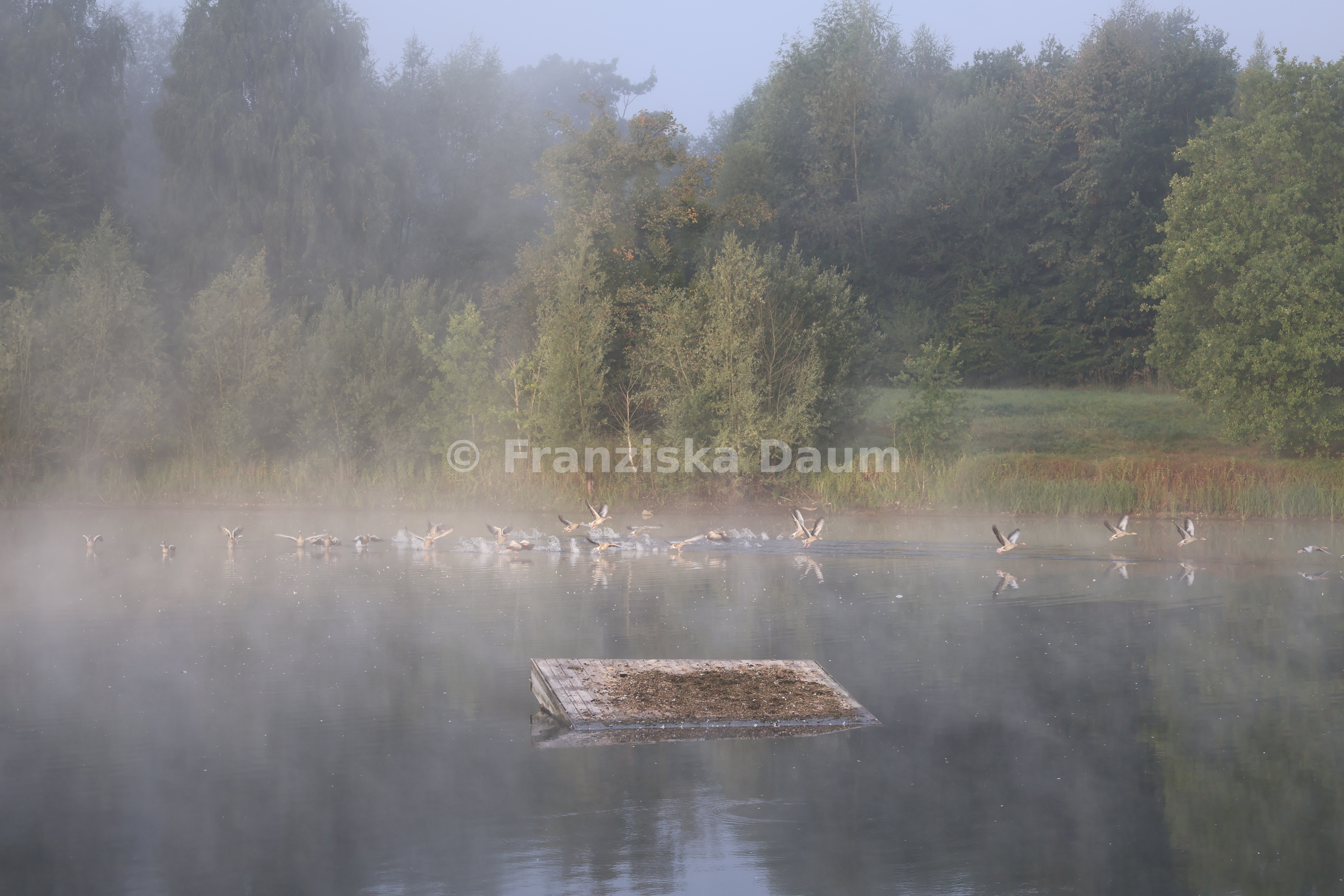 Stille